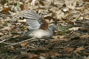 Peaceful Dove Bathing in sprinkler spray Lawn Hill National Park, Queensland, Australia
