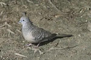 Peaceful Dove Cairns, Queensland, Australia