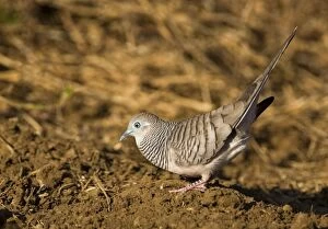 Images Dated 24th January 2007: Peaceful Dove displaying Common in well watered open country, woodlands and into country towns