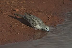 Peaceful Dove - drinking at a pool at dawn