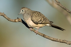 Images Dated 8th August 2006: Peaceful Dove Near an overflowing cattle trough, Gibb River Road, Kimberley, Western Australia