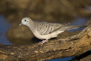 Images Dated 8th August 2006: Peaceful Dove Near an overflowing cattle trough, Gibb River Road, Kimberley, Western Australia