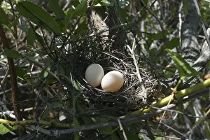 Doves Prints: Peaceful Dove nest With eggs Lake Moondarra, Mt Isa, Queensland, Australia