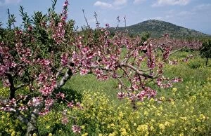 Images Dated 26th September 2006: Peach Blossom - in orchard South Greece