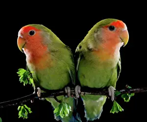 Parrots Prints: Peach-Faced Lovebirds LA 114 Agapornis roseicollis © Jean-Michel Labat / ARDEA LONDON