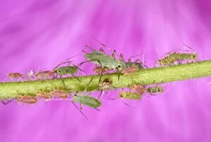 Images Dated 19th June 2005: Peach-Potato Aphid /Common Greenfly - Group of juveniles on plant stem UK Pest of wide range of