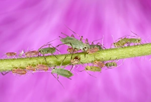 Images Dated 19th June 2005: Peach-Potato Aphid /Common Greenfly - Group of juveniles on plant stem UK Pest of wide range of