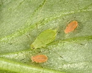 Peach-Potato Aphid / Common Greenfly - Mother with juveniles (pink variety) on leaf of broad bean plant