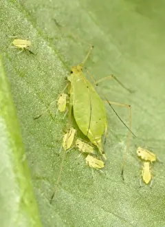 Aphid Prints: Peach-Potato Aphid / Common Greenfly - Mother with young on leaf of broad bean plant Pest of wide range of garden