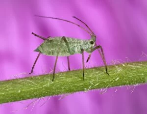 Peach-Potato APHID / Common Greenfly - on plant stem