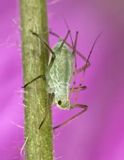 Aphid Prints: Peach-Potato Aphid / Common Greenfly - Single specimen on plant stem Pest of wide range of garden plants UK