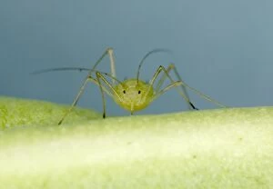 Images Dated 25th June 2005: Peach-Potato Aphid - ‘Head on view of single adult on leaf of broad bean plant Note rostrum for