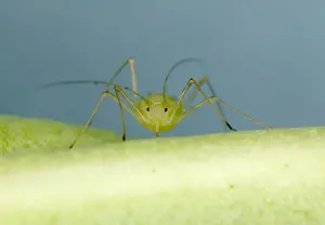 Vegetable Prints: Peach-Potato Aphid - ‘Head on view of single adult on leaf of broad bean plant Note rostrum for piercing plant Common