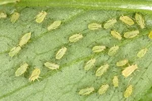 Images Dated 25th June 2005: Peach-Potato Aphid - Large group of juveniles on leaf of broad bean plant Common Greenfly Pest of