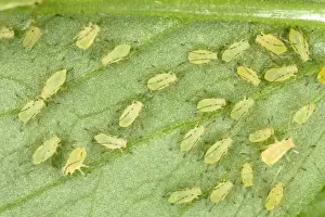Juveniles Prints: Peach-Potato Aphid - Large group of juveniles on leaf of broad bean plant Common Greenfly Pest of wide range of garden