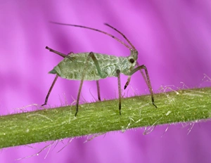 Images Dated 19th June 2005: Peach-Potato Aphid - Single specimen on plant stem Common Greenfly Pest of wide range of garden