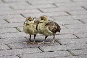 Peacocks Prints: Peacock - 2 young chicks on a park path, Hessen, Germany