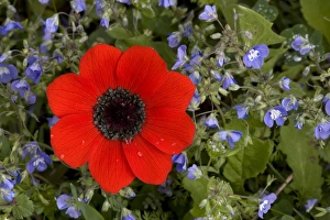 Stand Out Collection: Peacock anemone amongst blue speedwell (Veronica glauca); Mani peninsula, Greece