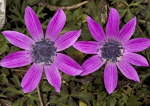 Images Dated 27th March 2005: Peacock anemones