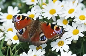 Colour Gallery: Peacock BUTTERFLY