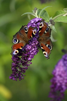 Peacock Butterfly - 2 feeding on Buddleia plant blossom