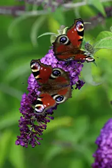 Drinking Prints: Peacock Butterfly- 2 feeding on Buddleia plant blossom, Lower Saxony, Germany