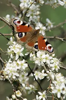 Blossom Prints: Peacock Butterfly - on blackthorn blossom (Prunus spinosa), Lower Saxony, Germany