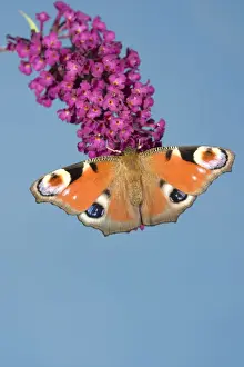 Buddleia Prints: Peacock Butterfly - on buddleia