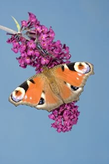 Peacock Butterfly - on buddleia