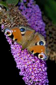 Images Dated 29th July 2007: Peacock Butterfly - on Buddleia Bush (Buddleia davidii) - England - UK - Found in gardens amd many