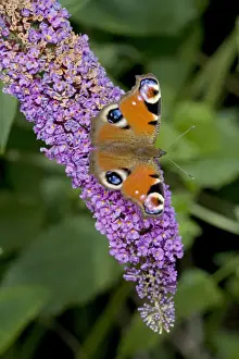 Buddleia Prints: Peacock Butterfly on Buddleia Bush (Buddleia davidii)