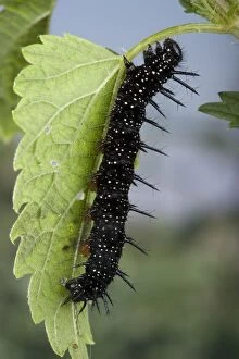Images Dated 26th August 2005: Peacock Butterfly - Caterpillar on nettle leaf