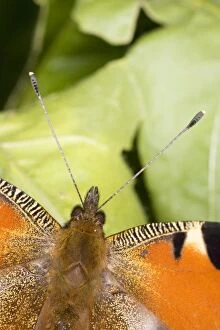 Peacock butterfly - close up of antennae