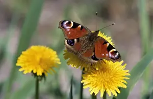 Dandelion Prints: Peacock Butterfly - on Dandelion