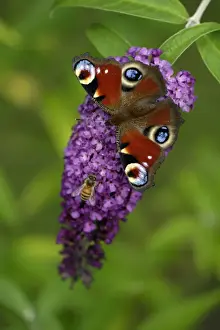 Buddleia Prints: Peacock Butterfly- feeding on Buddleia plant blossom alongside insect