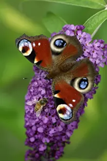 Peacock Butterfly- feeding on Buddleia plant blossom alongside insect, Lower Saxony, Germany