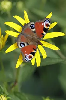 Butterflies And Insect Prints: Peacock Butterfly - feeding on garden flower - Lower Saxony - Germany