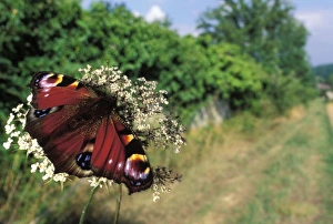 Images Dated 2nd December 2007: Peacock Butterfly - on a flower