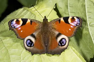 Peacock Prints: Peacock butterfly (Inachis io), sunbathing; Dorset