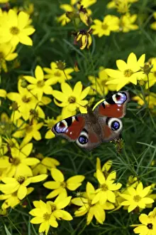 Peacocks Prints: Peacock Butterfly- resting in the sun, in garden, Lower Saxony, Germany