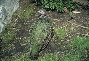Peacock - Congo Peafowl - female