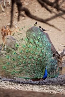 Peacock - Displaying