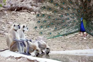 Peacocks Prints: Peacock - Displaying to Hanuman Langurs (Presbytis entellus) Ranthambhore NP