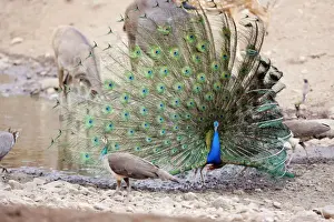 Peacocks Prints: Peacock - displaying to peahen. Ranthambhore National Park, Rajaasthan, India