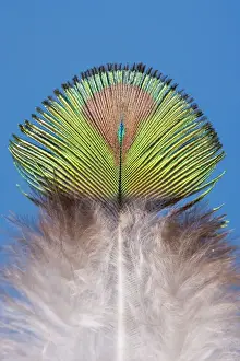 Peacocks Prints: Peacock - Feather of male
