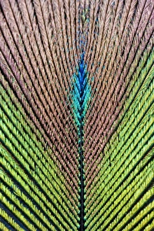 Feather Collection: Peacock Feather detail of male