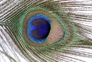 Images Dated 13th July 2009: Peacock - feather from tail train