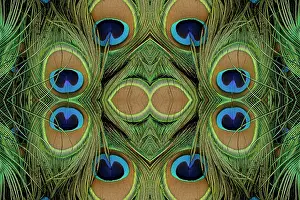 Florida Prints: Peacock feathers. Date: 01-01-2000