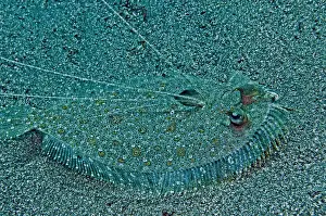 Seabed Prints: Peacock Flounder - with growth on left eye - Indonesia