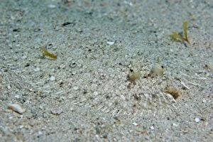 Peacock flounder lying camouflaged in sandy seabed in Tobago